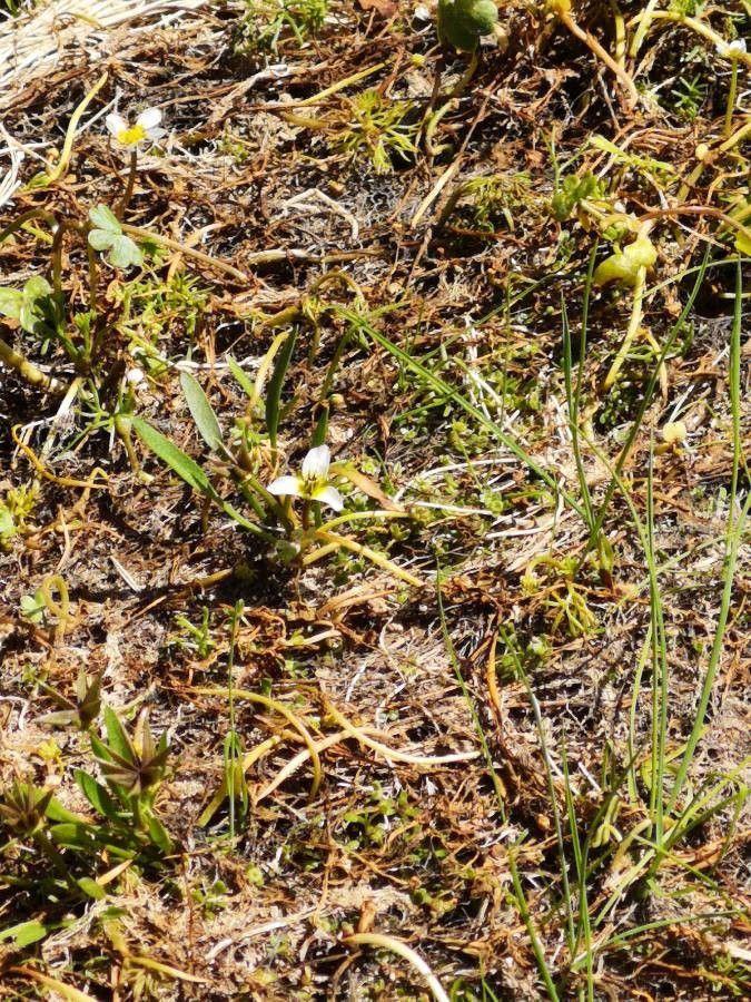 Damasonium polyspermum flower