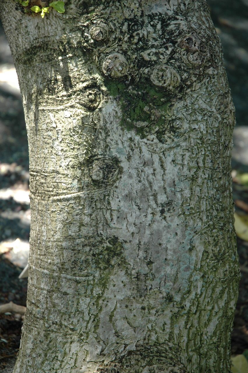Pisonia grandis bark