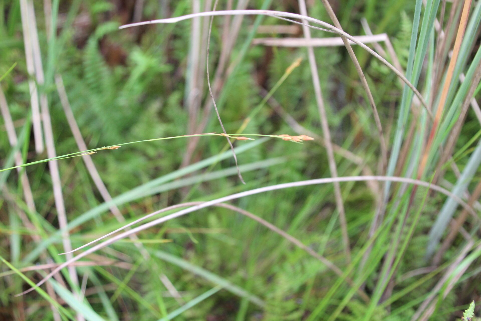 Rhynchospora angolensis habit
