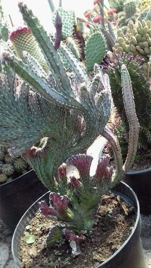 Cereus spegazzinii leaf