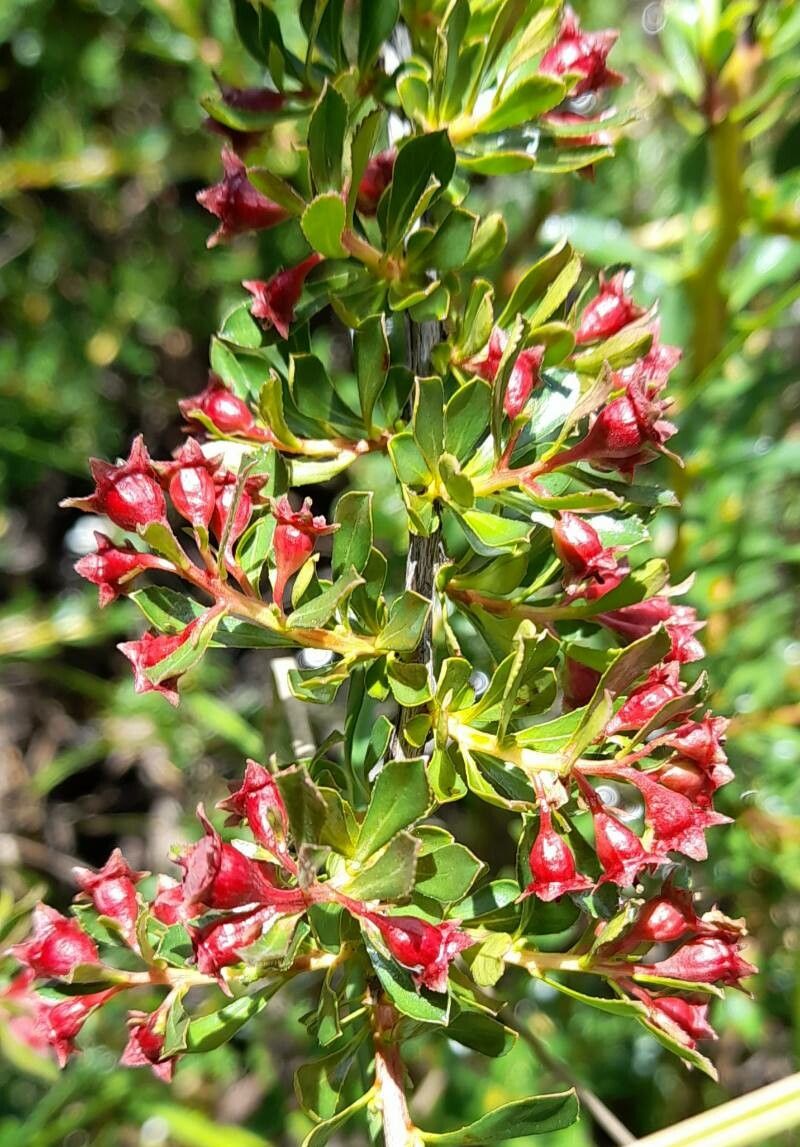 Escallonia alpina fruit