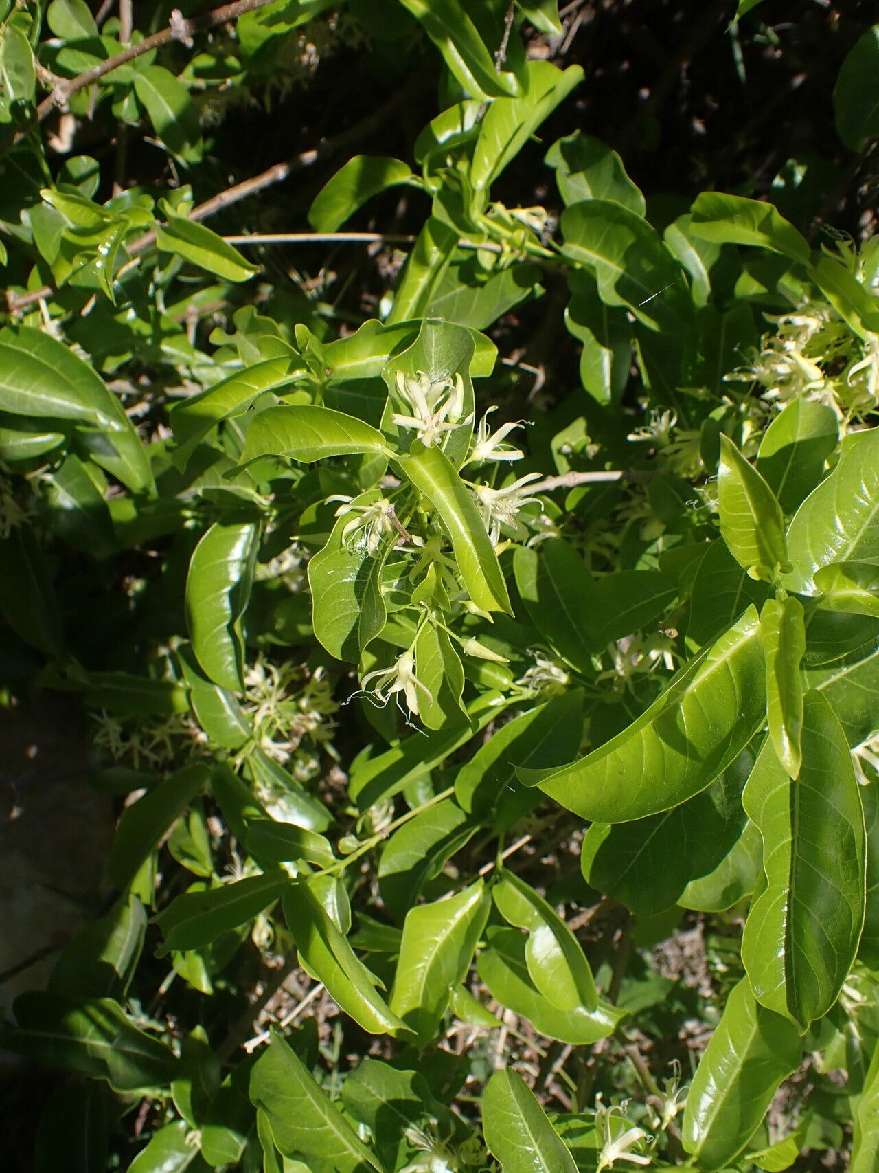 Pentopetia androsaemifolia habit