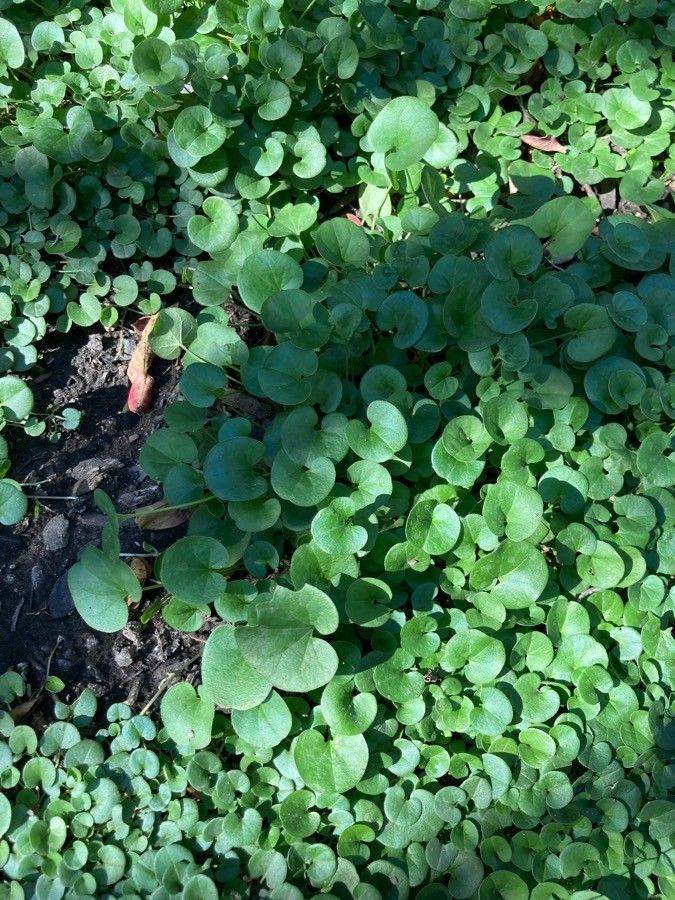 Dichondra repens leaf
