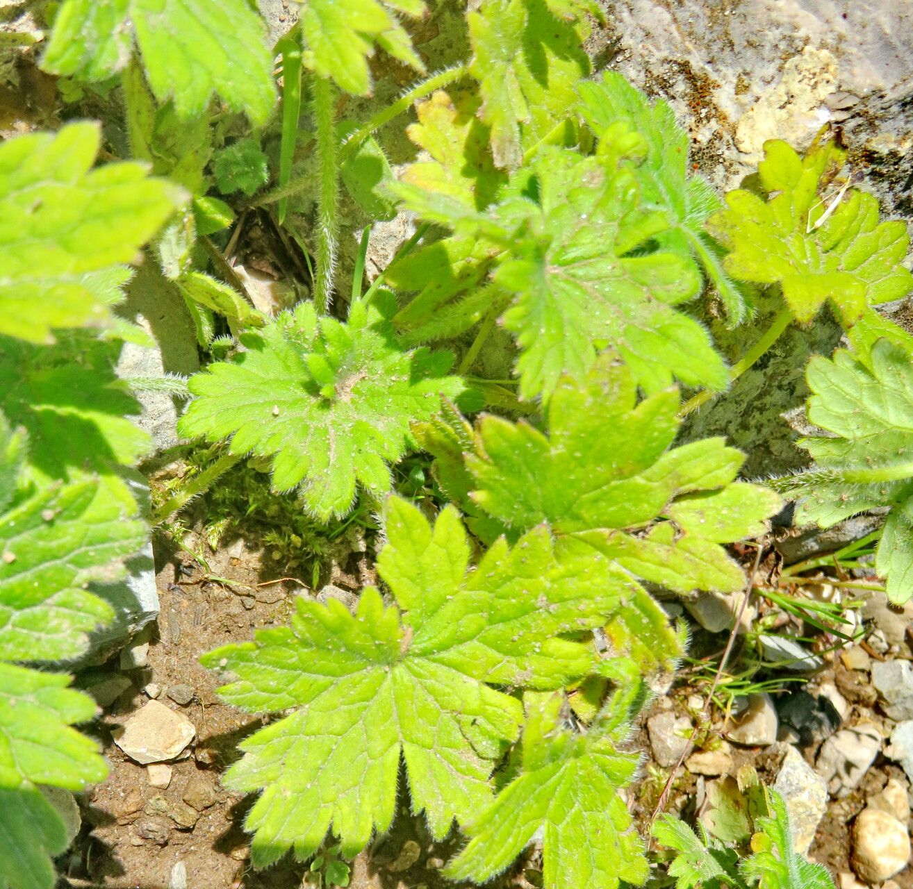 Delphinium cashmerianum — search result for 'Delphinium'