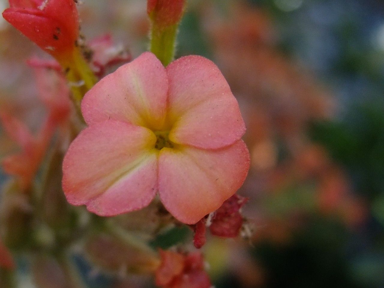 Kalanchoe velutina flower