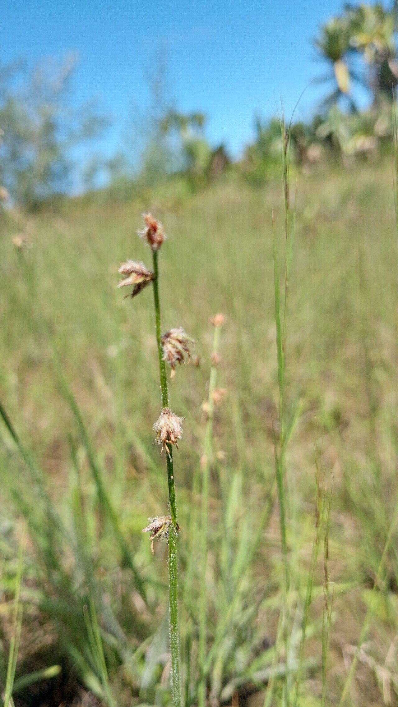 Scleria hirtella flower