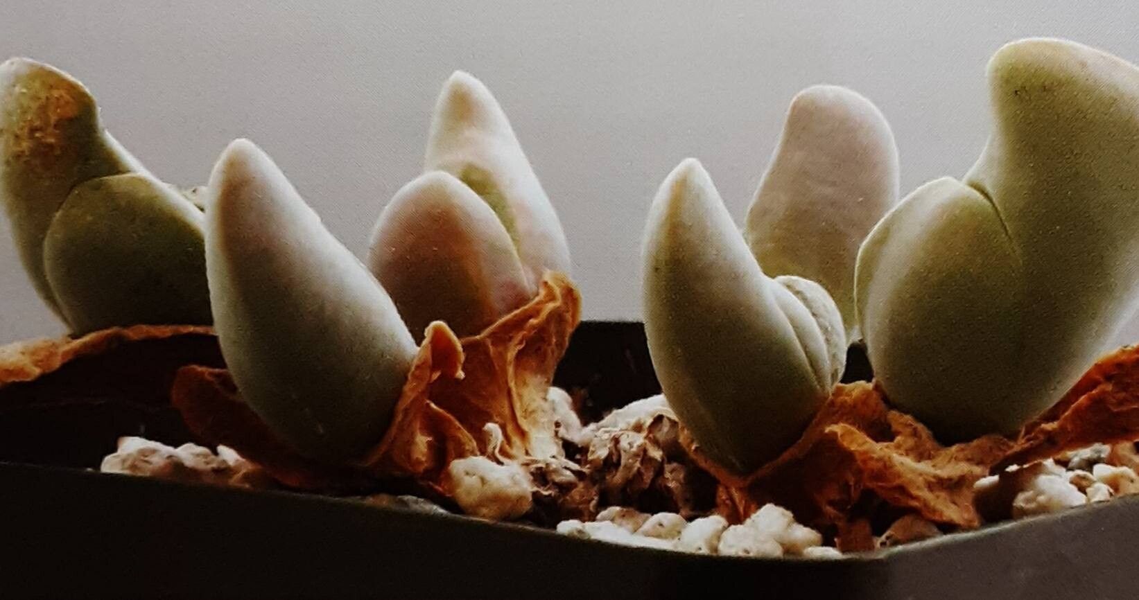 Gibbaeum shandii — houseplant care guide