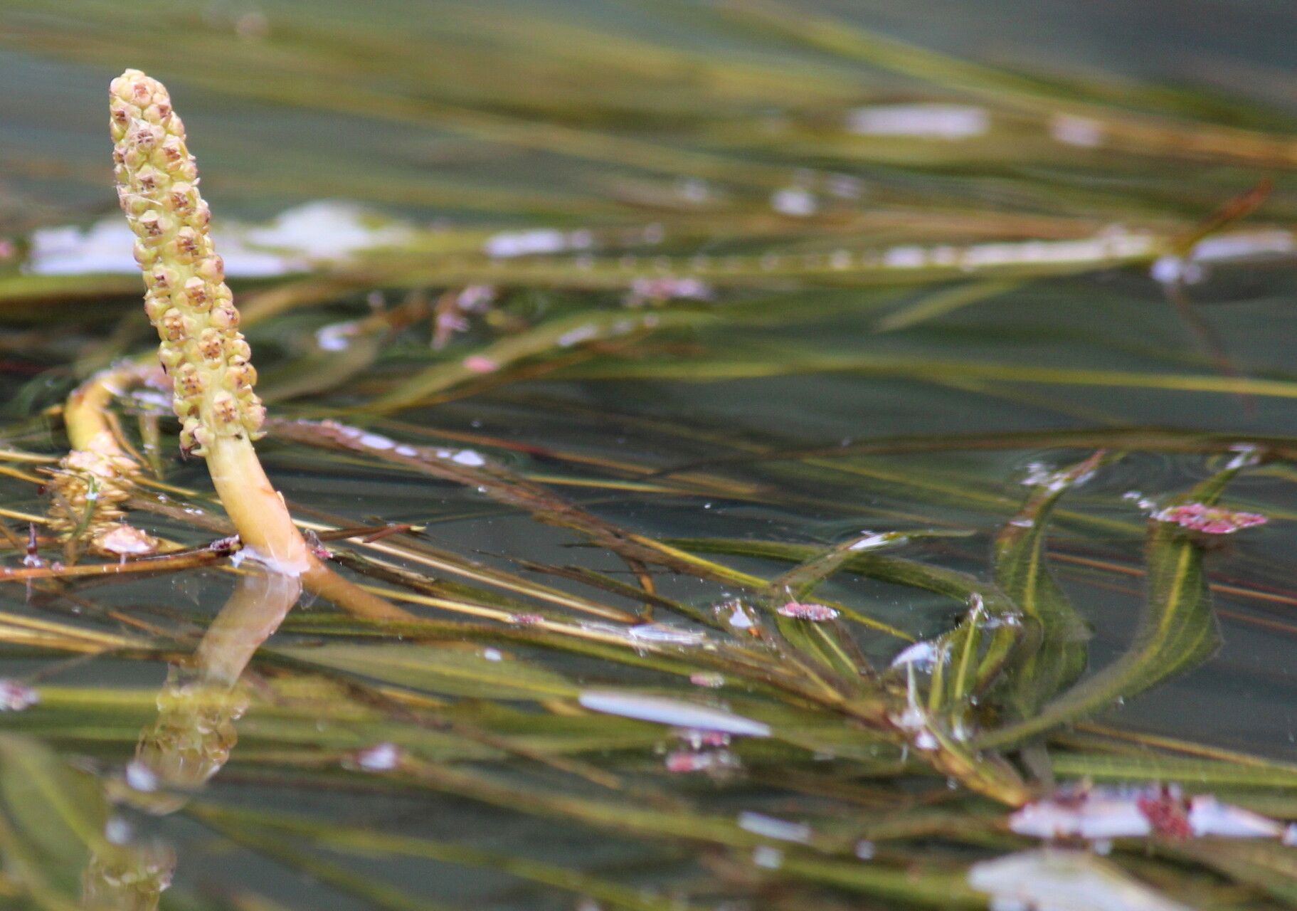 Potamogeton schweinfurthii flower