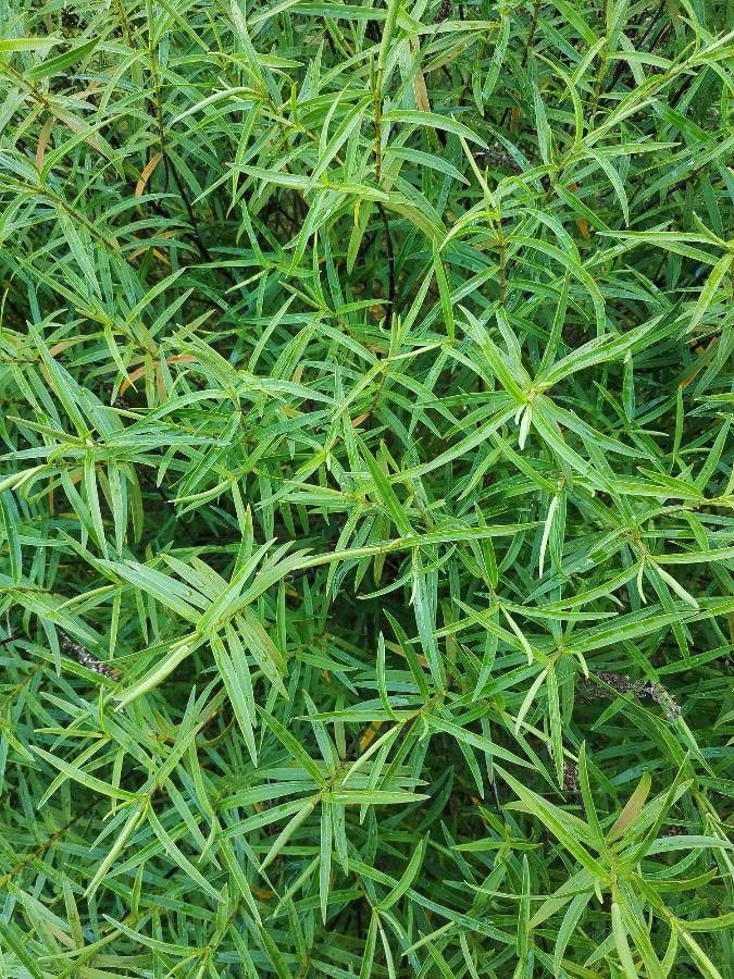 Ammannia coccinea leaf