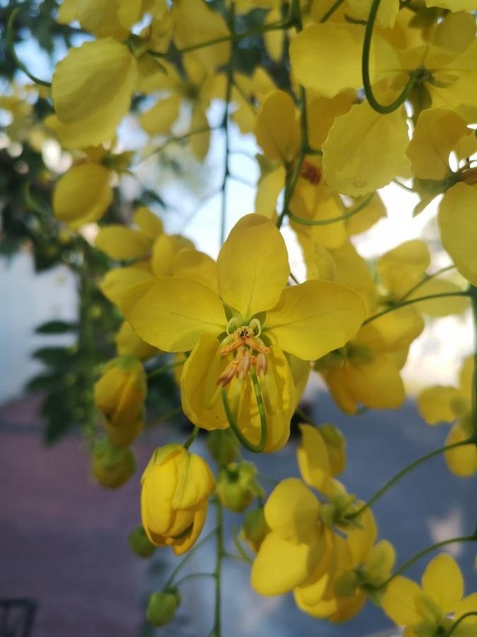 Cassia fistula flower