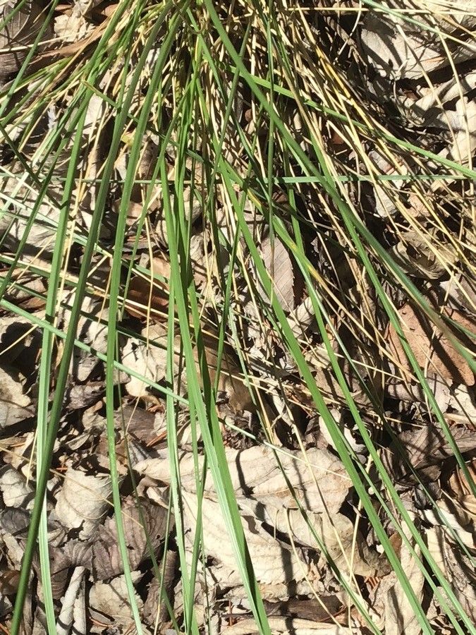 Schedonorus mairei — related species from the same genus