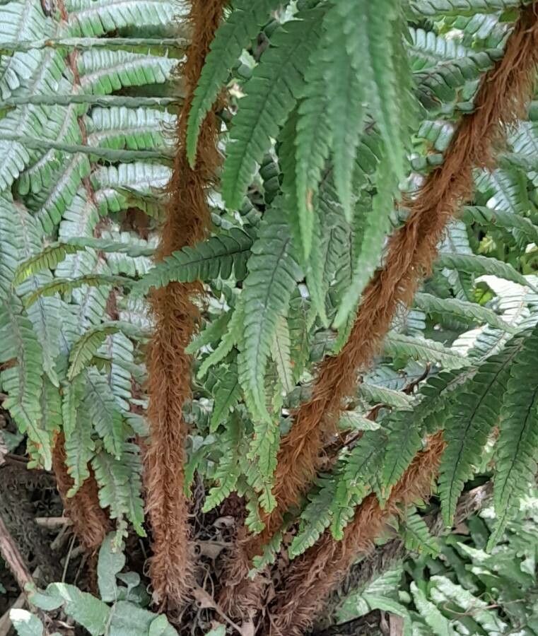 Dryopteris wallichiana bark