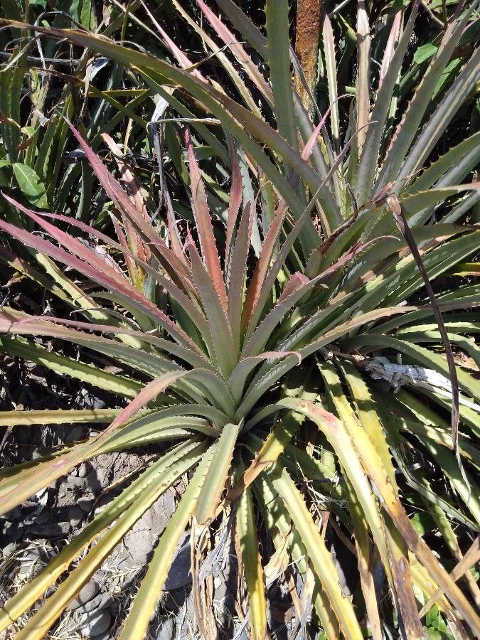 Bromelia pinguin leaf