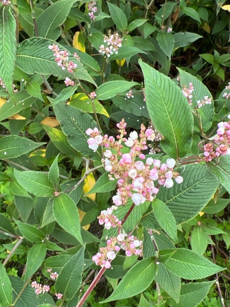 Koenigia campanulata flower