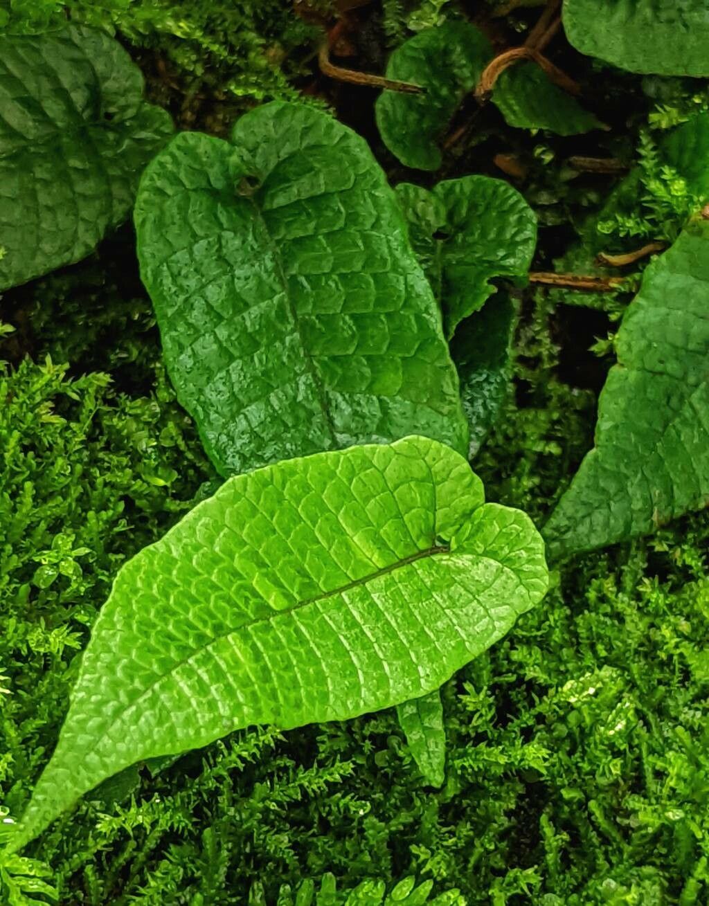 Thelypteris simplex — search result for 'Thelypteris'