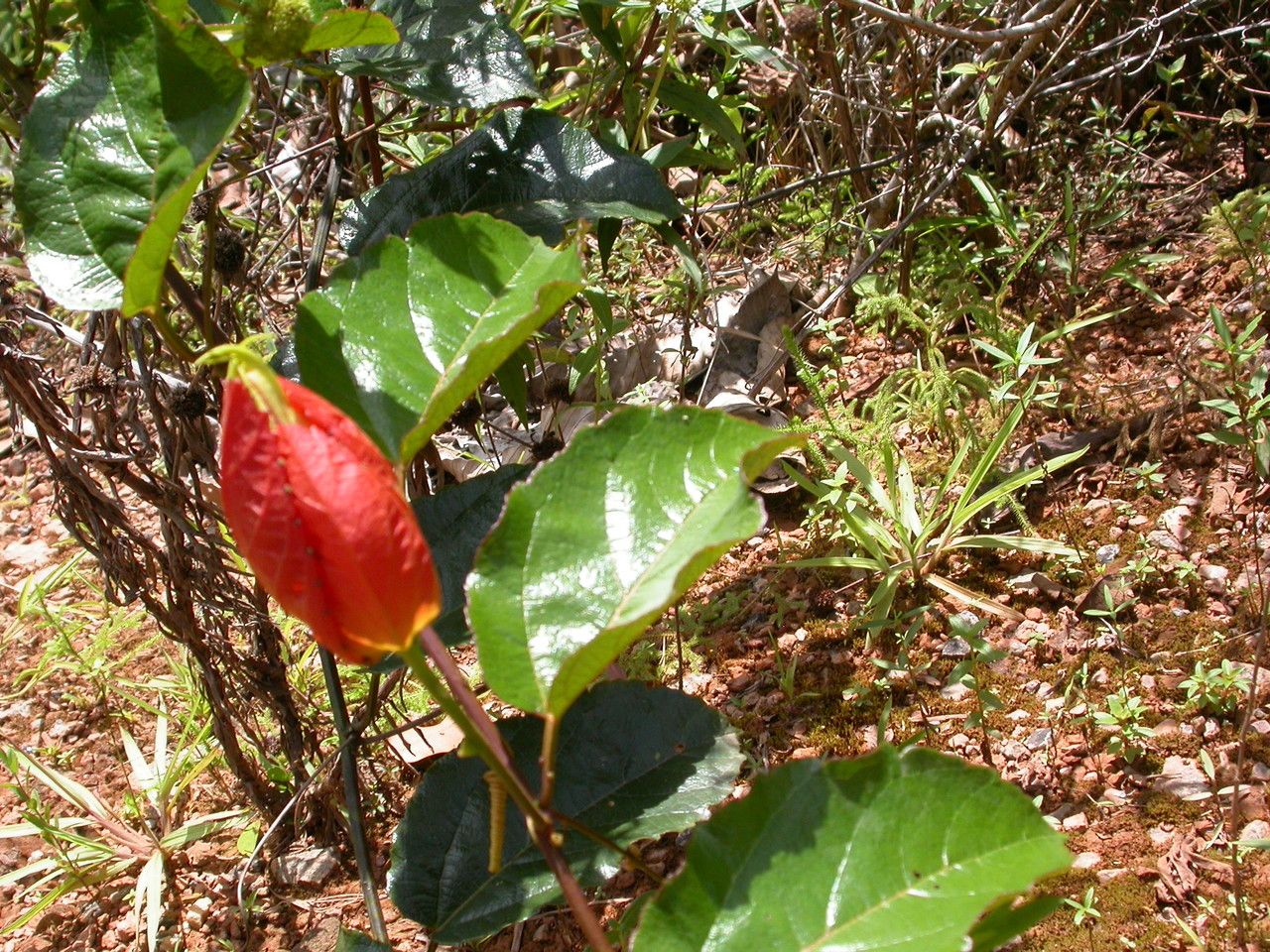 Passiflora coccinea — search result for 'Venezuela'