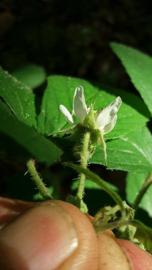 Rubus foliosus flower