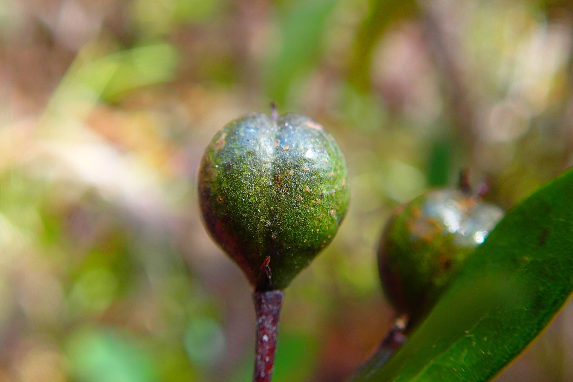 Pittosporum xanthanthum fruit