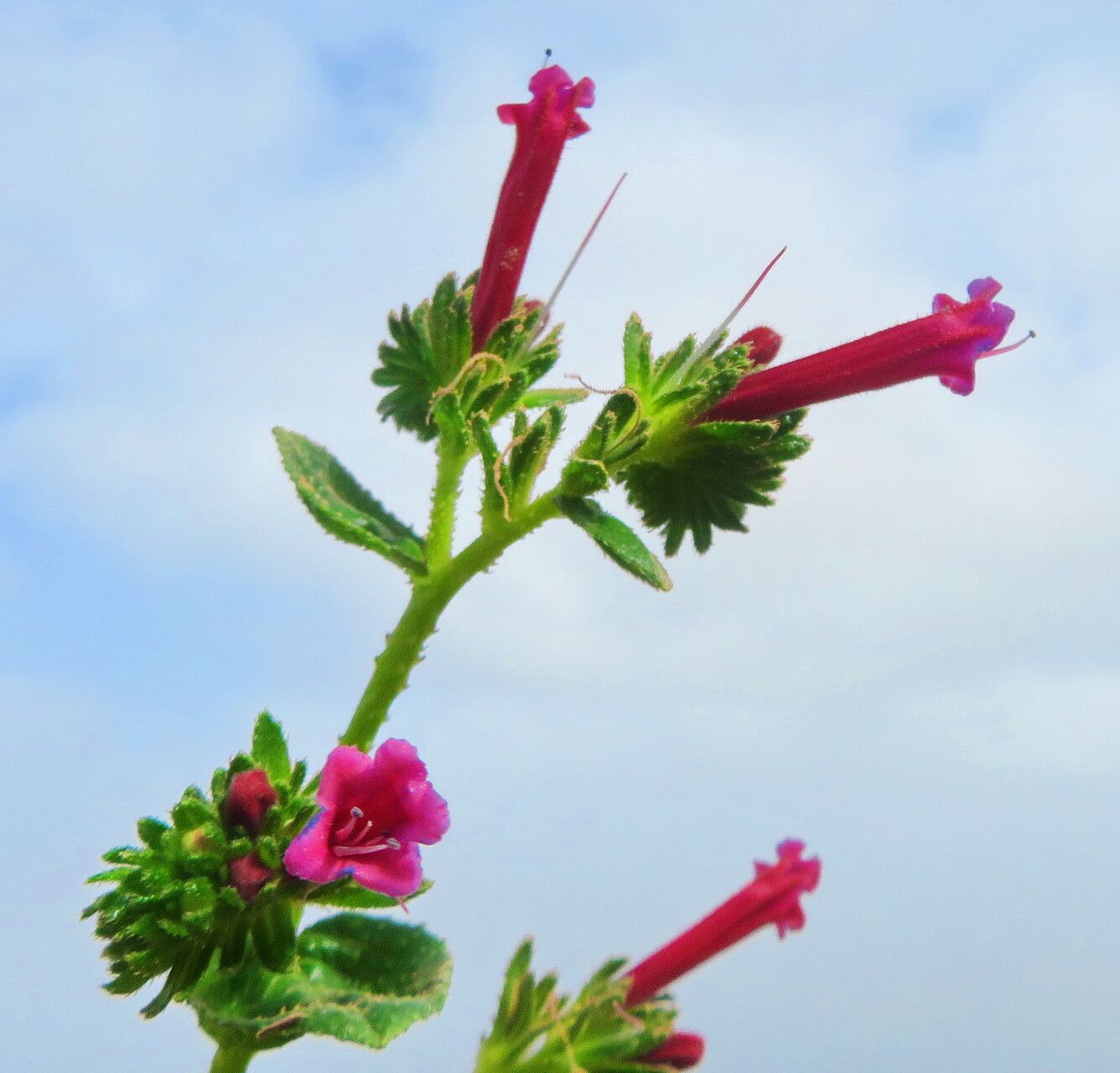 Echium stenosiphon flower