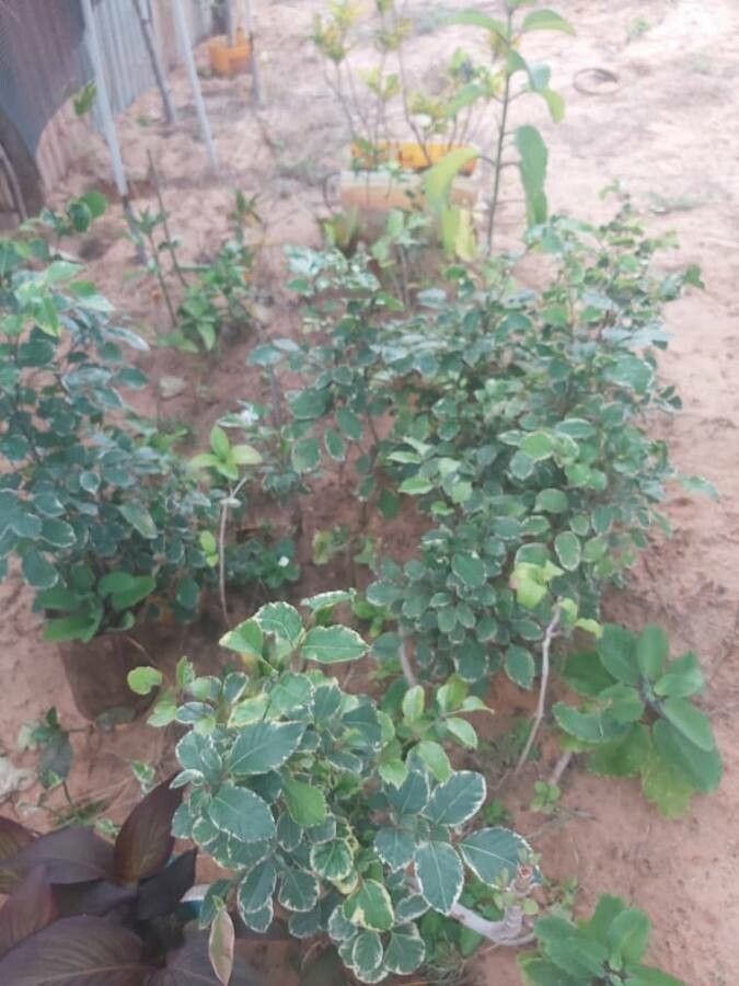 Lepidobotrys staudtii — search result for 'Cameroon'