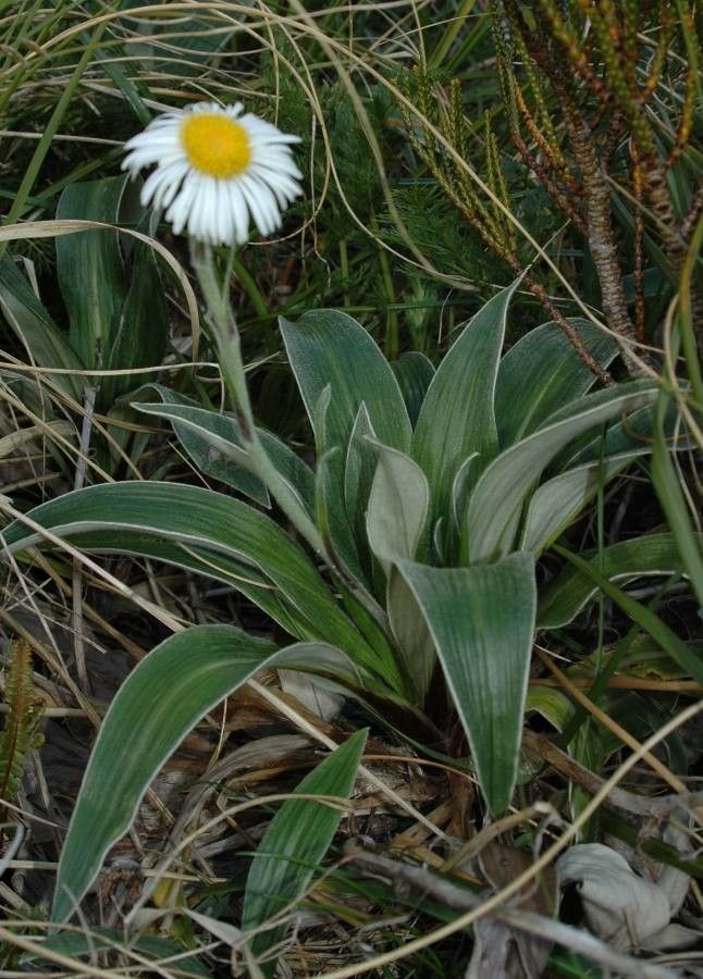 Celmisia coriacea flower