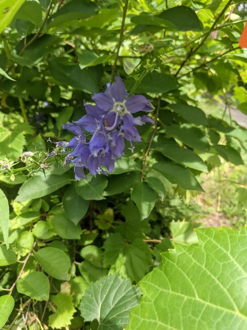Campanulastrum americanum flower