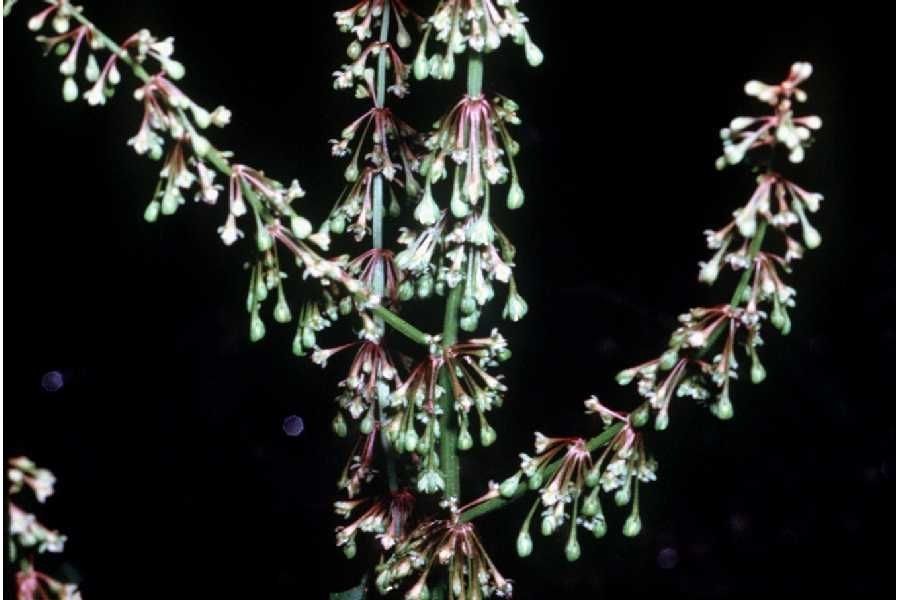 Rumex verticillatus flower