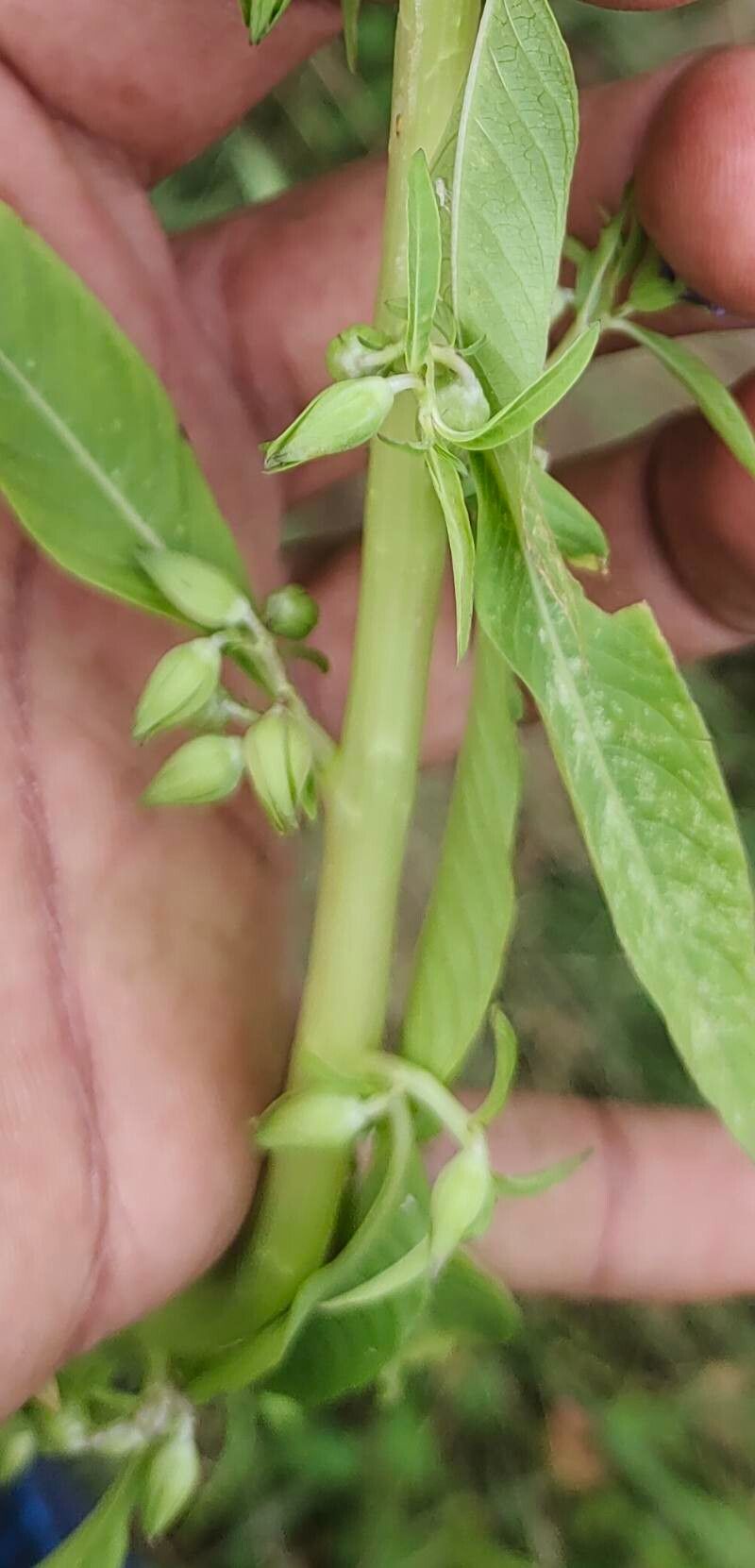 Hydrolea zeylanica fruit