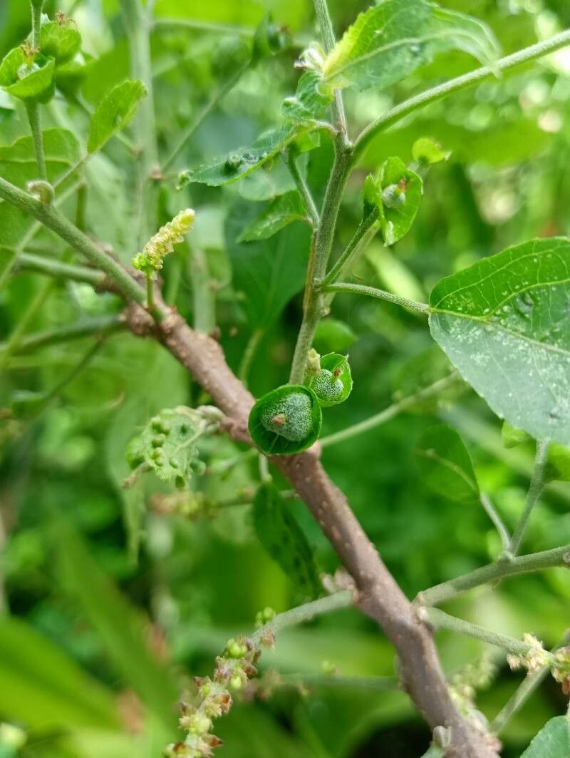 Acalypha emirnensis fruit