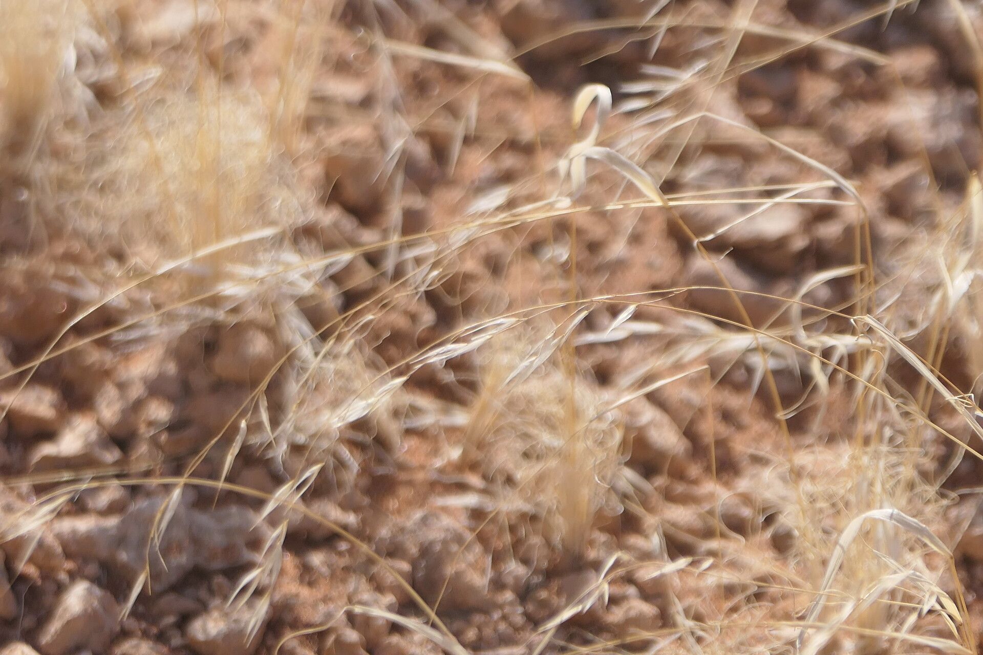 Stipagrostis ciliata flower