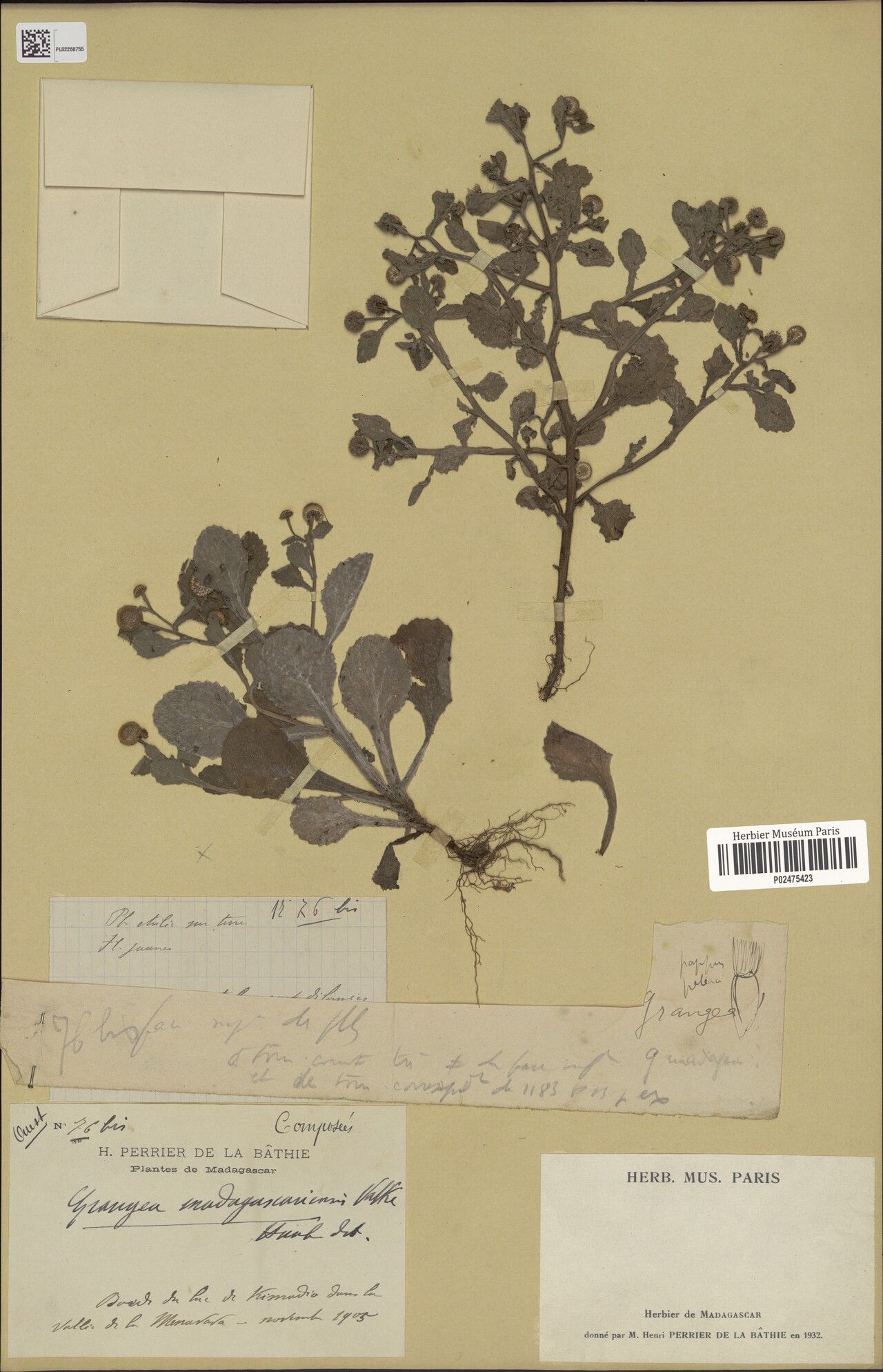 Grangea madagascariensis — related species from the same genus