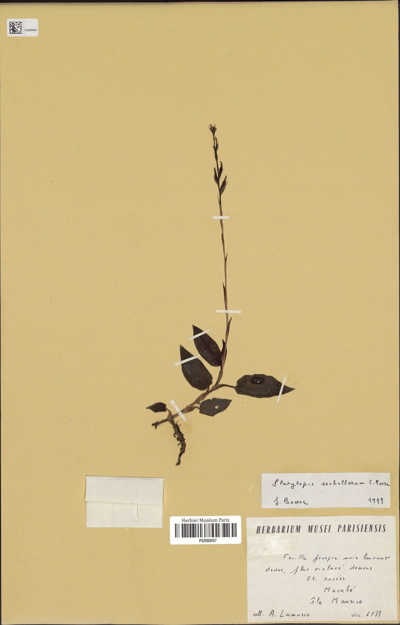 Goodyera sechellarum — search result for 'Goodyera'