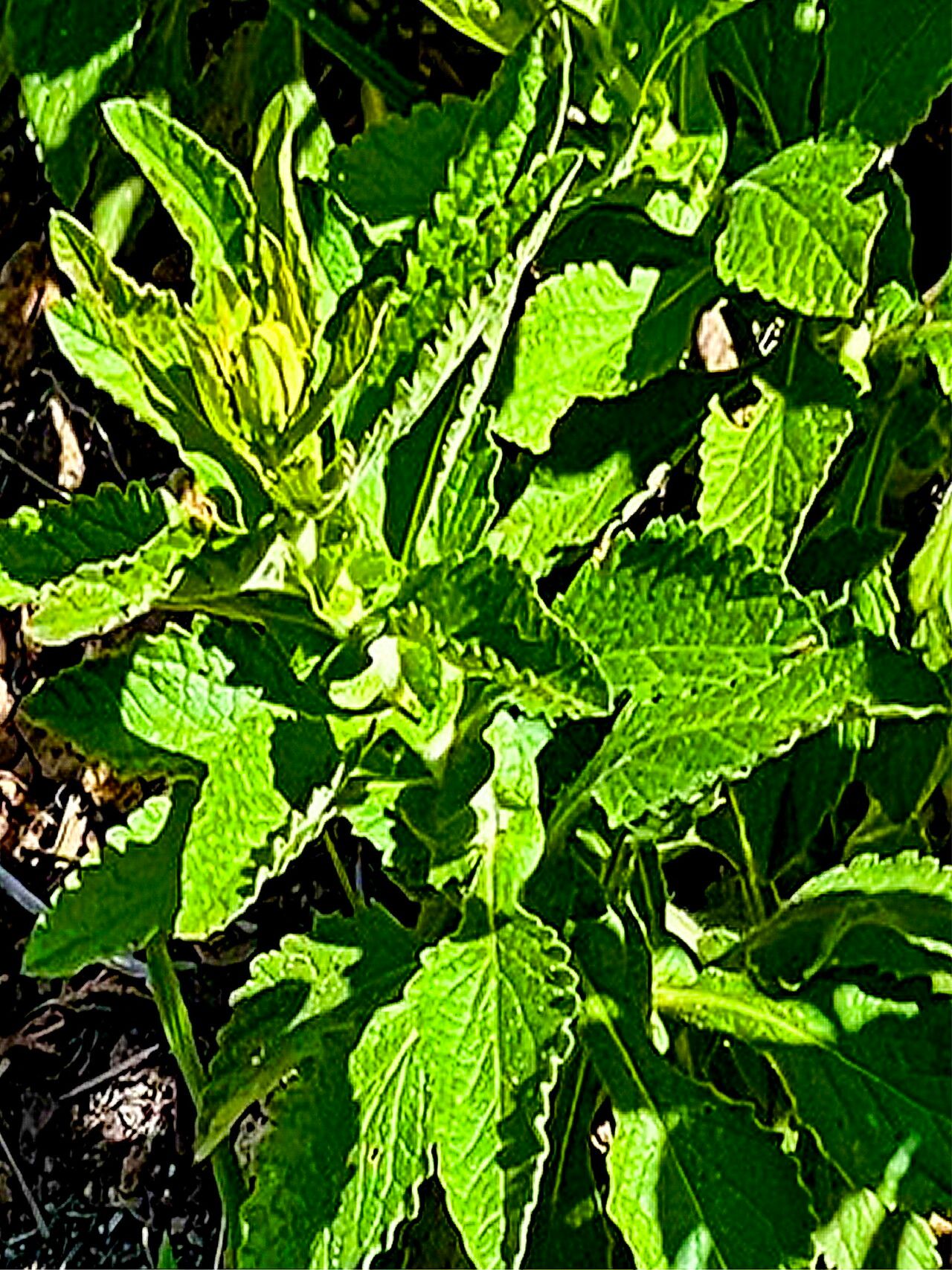 Nidorella auriculata — related species from the same genus
