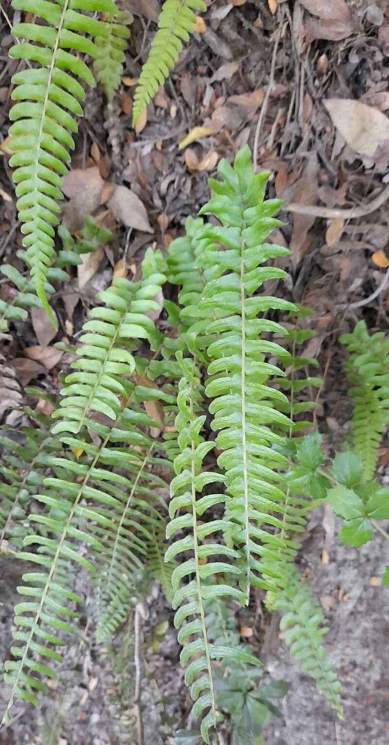 Blechnum hastatum habit