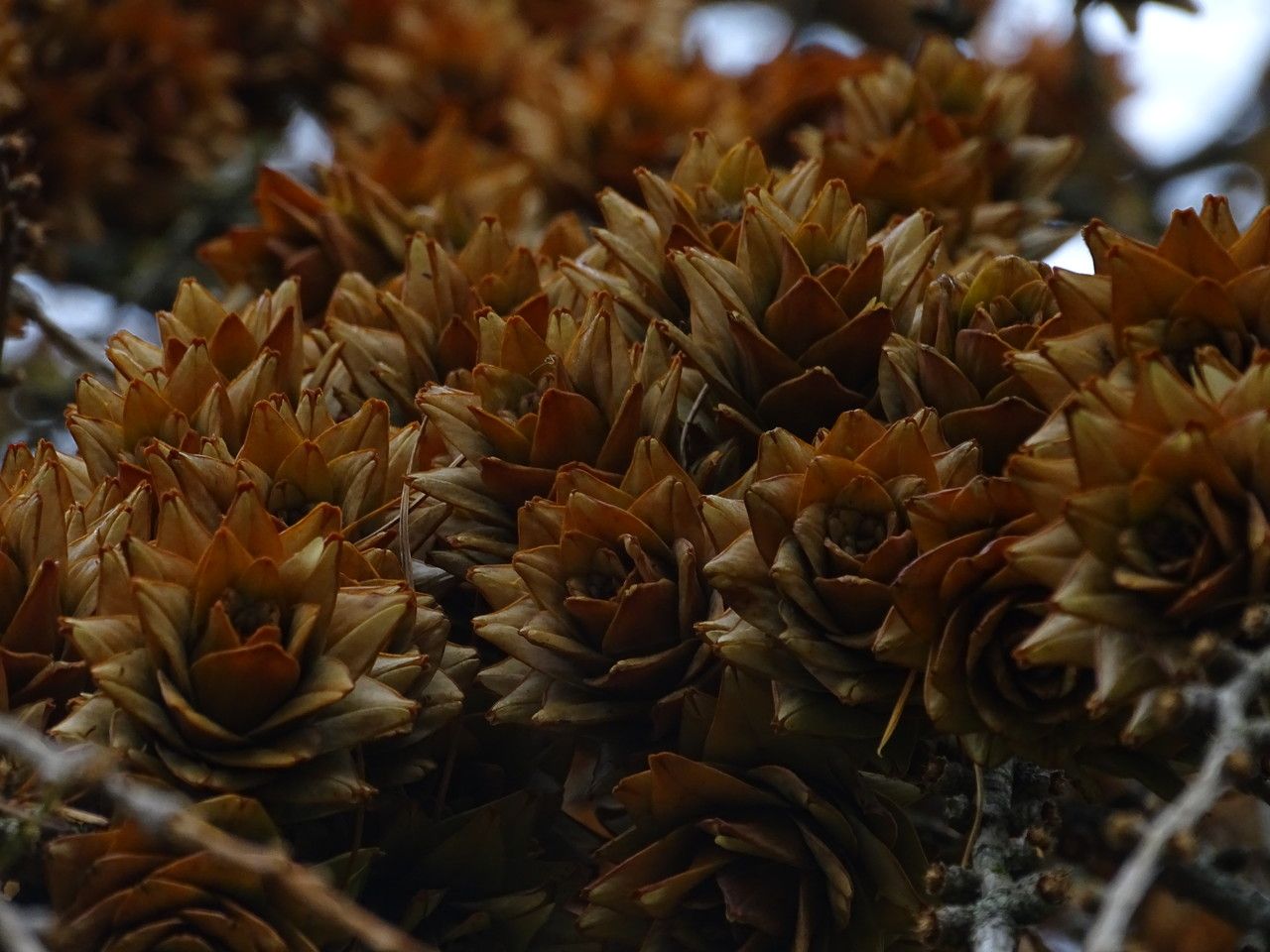 Pseudolarix amabilis flower
