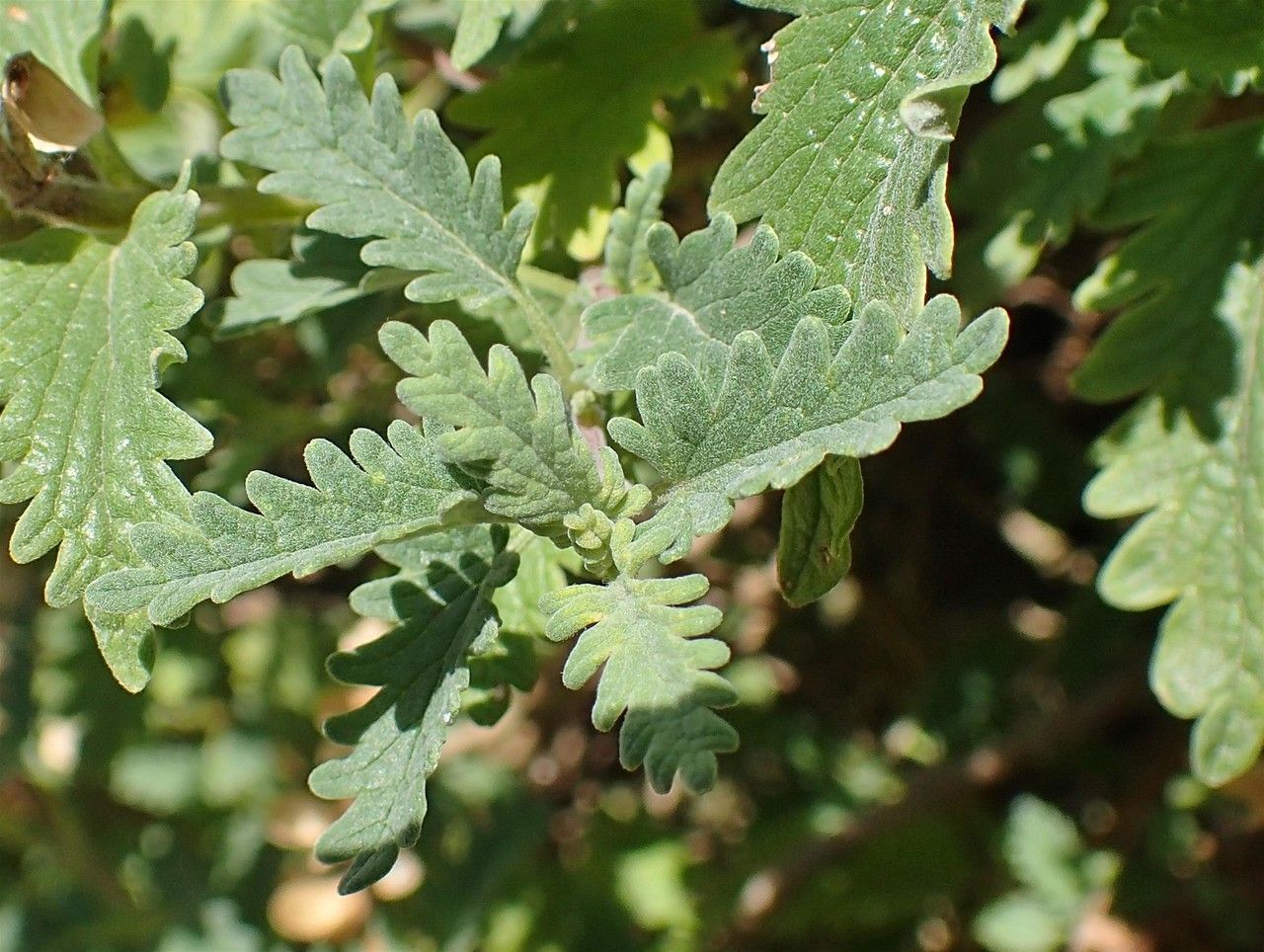 Scutellaria caucasica — houseplant care guide