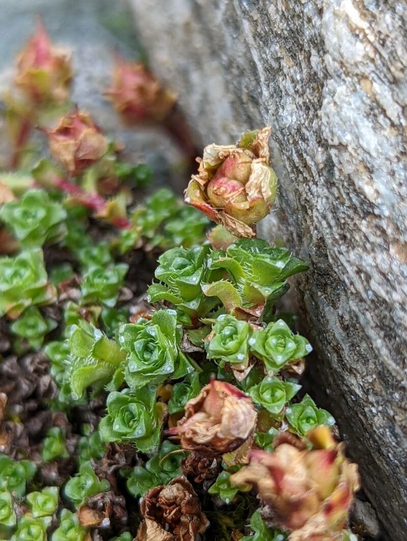 Saxifraga oppositifolia — search result for 'Saxifragaceae'
