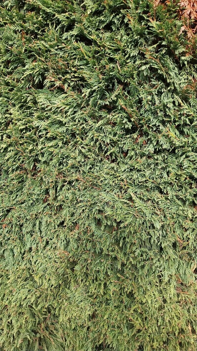 Juniperus indica — search result for 'Juniperus'