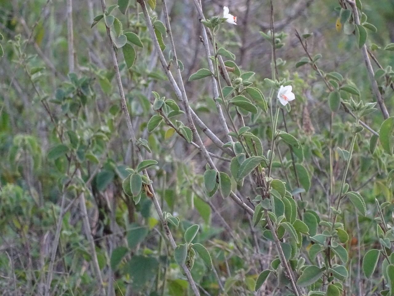 Hibiscus flavifolius leaf