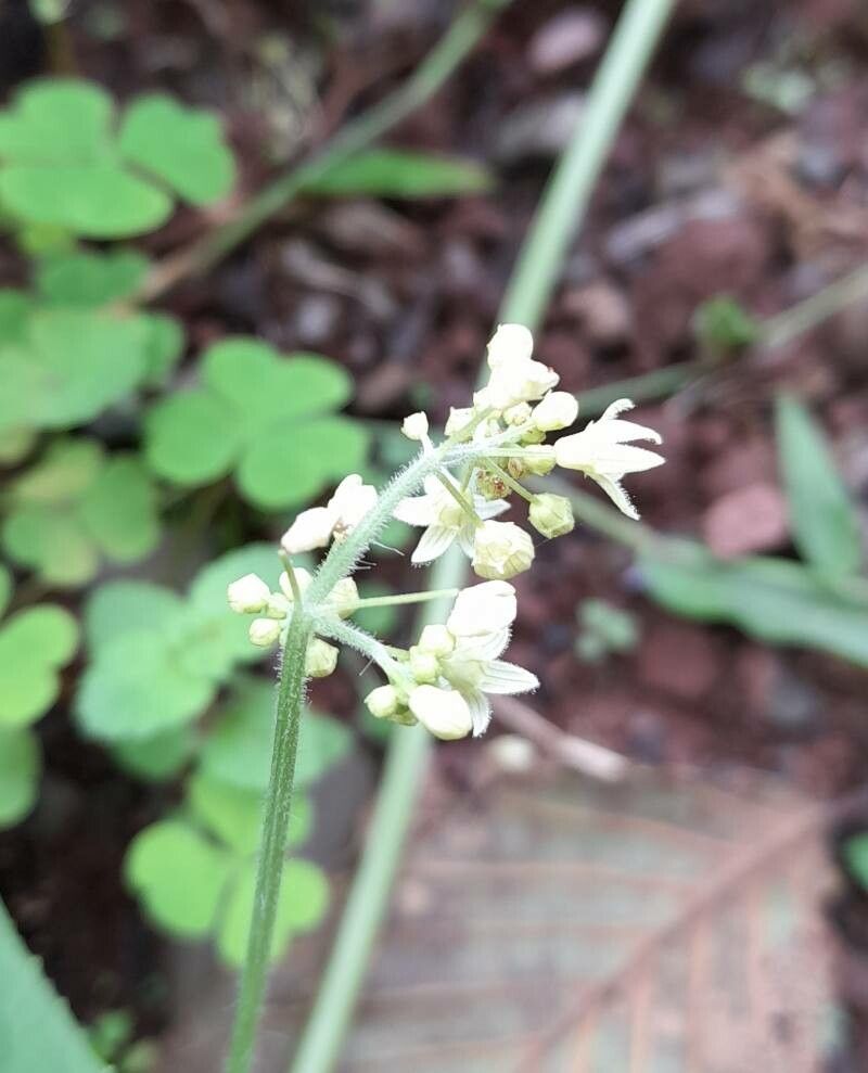 Sicyos polyacanthos flower