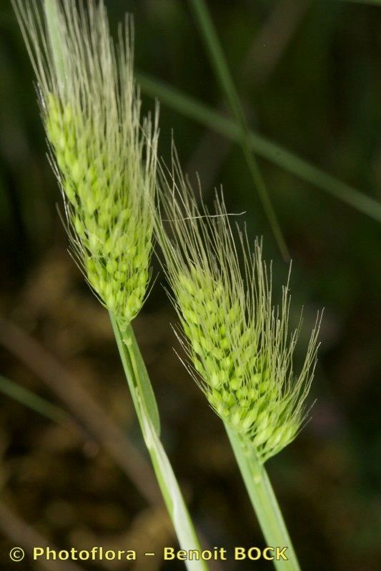 Cynosurus effusus fruit