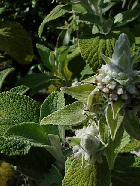 Sideritis macrostachyos — search result for 'Sideritis'