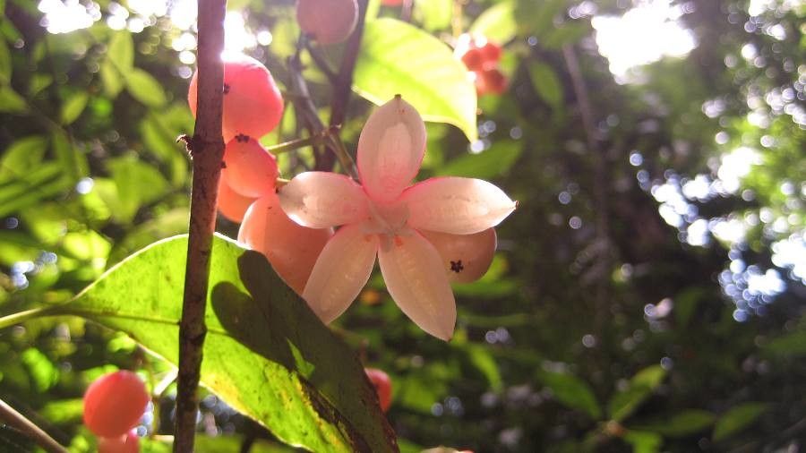 Combretum indicum fruit