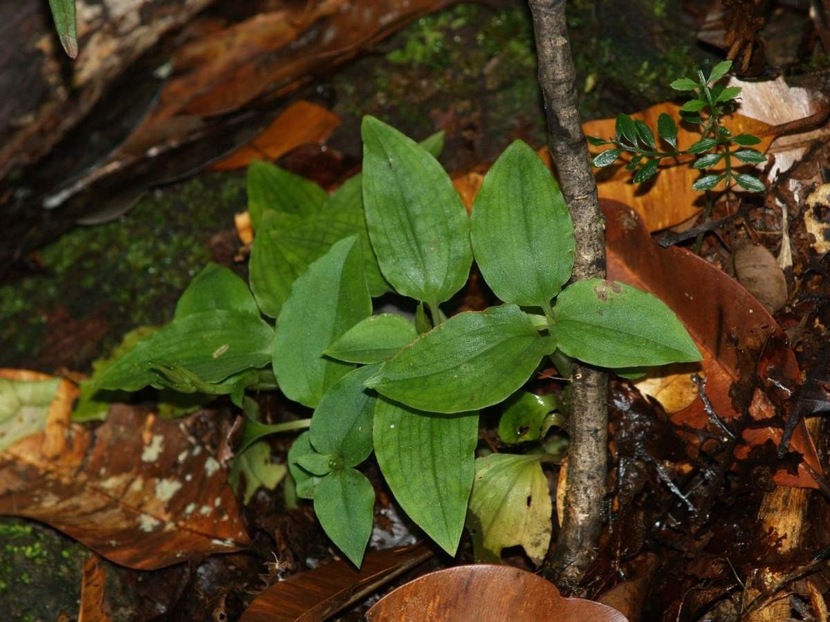 Goodyera viridiflora habit