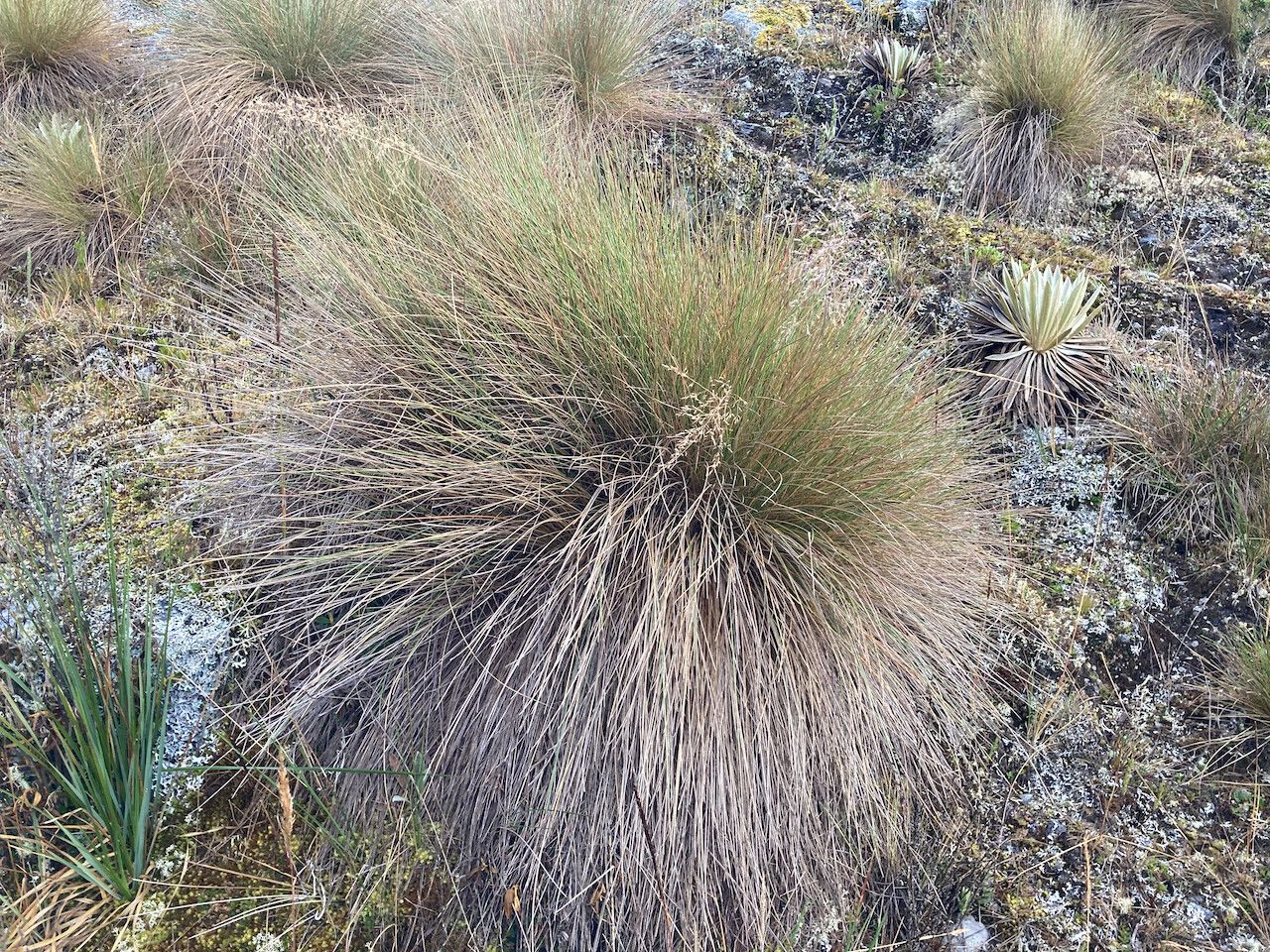 Calamagrostis effusa habit