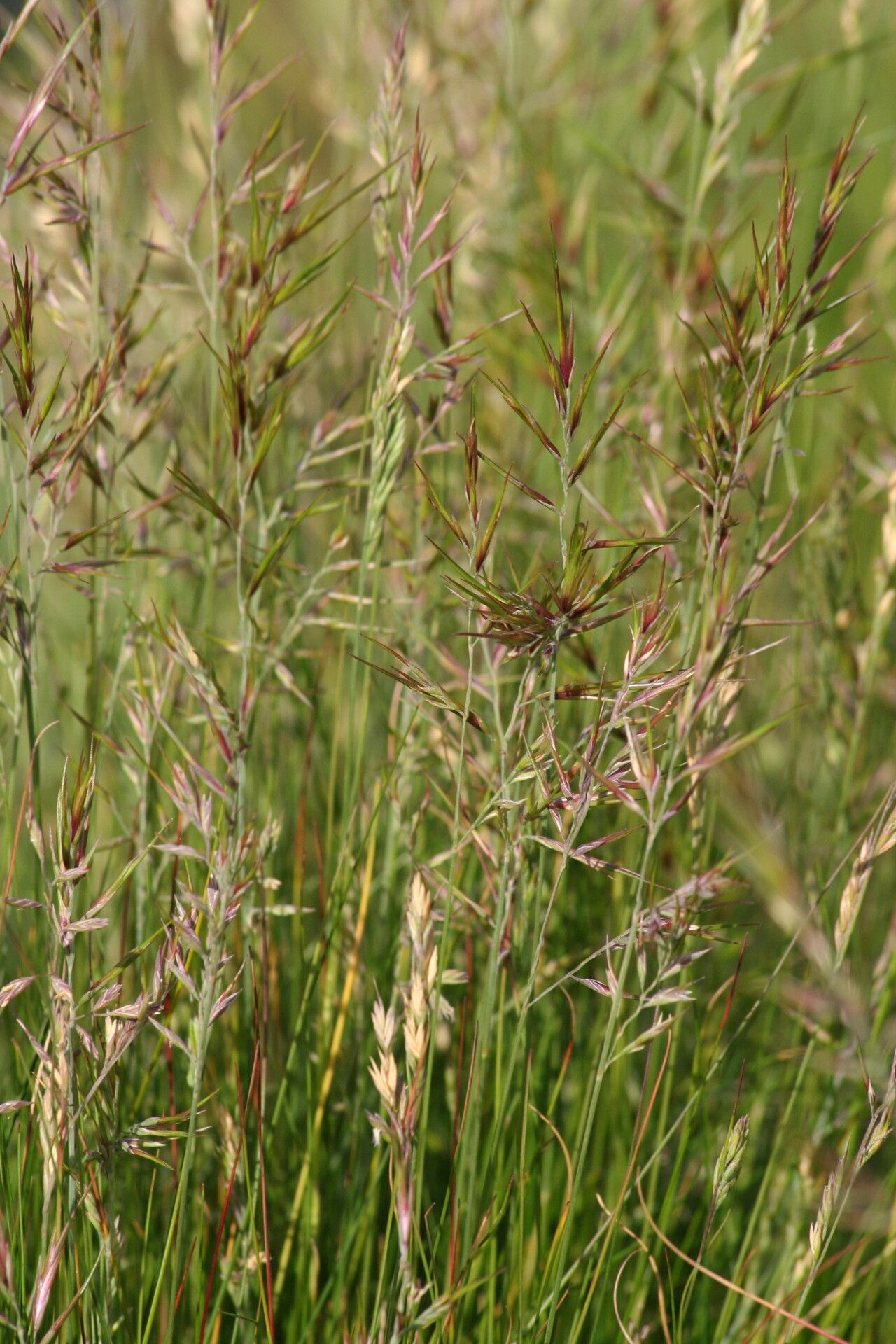 Festuca vivipara flower