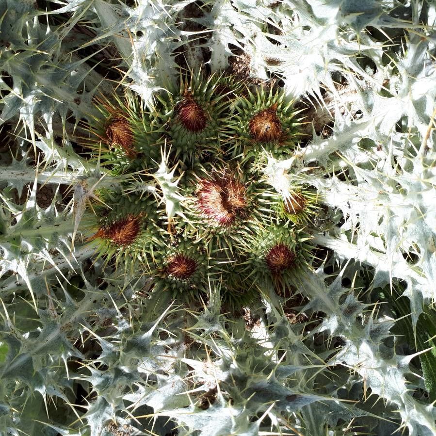 Onopordum acaulon flower