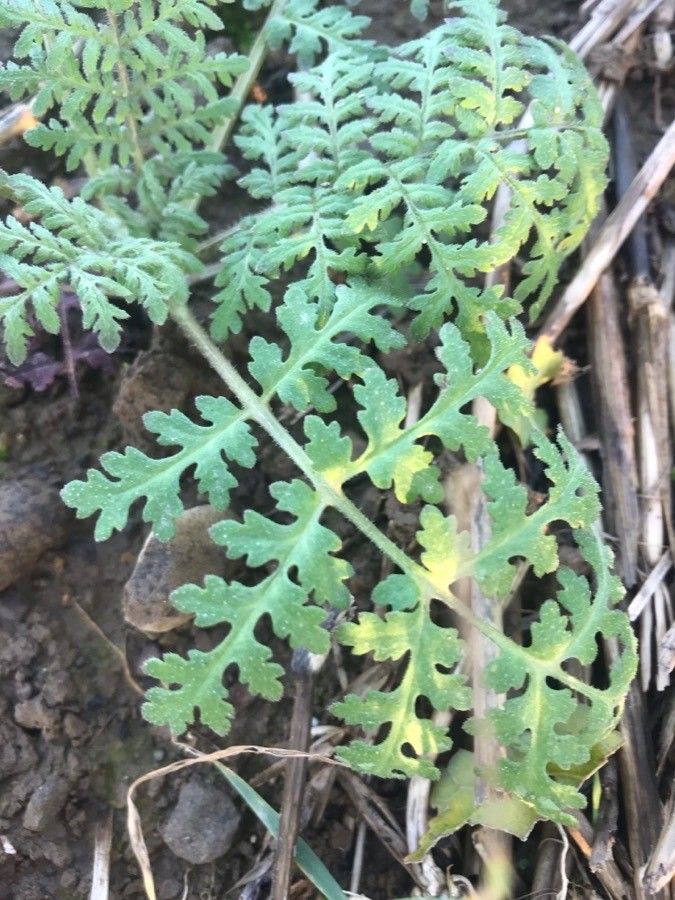 Phacelia distans leaf