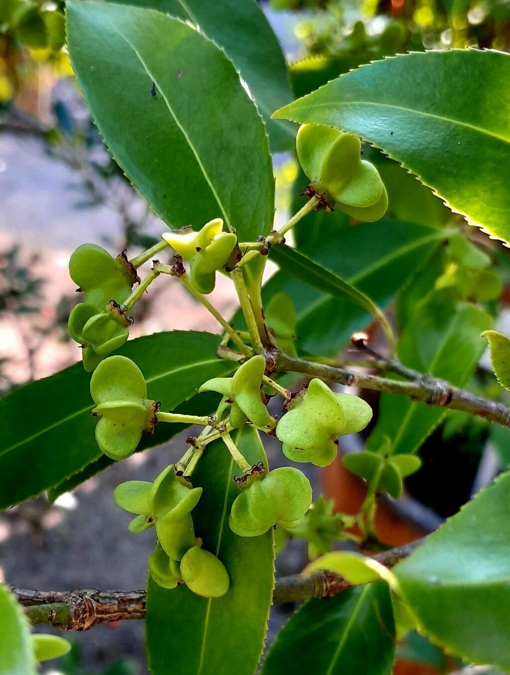 Euonymus lucidus fruit