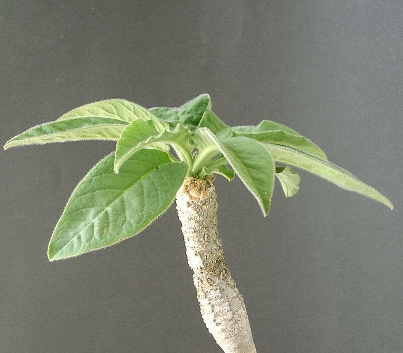 Euphorbia ankarensis — houseplant care guide